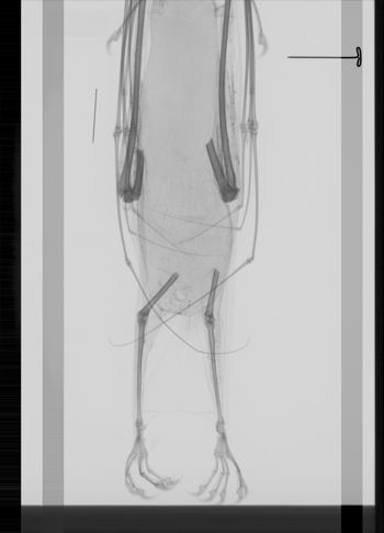 Media type: image; Mammalogy 35050   Description: Xray of skin.;